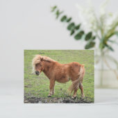 Carte postale Pony (Debout devant)