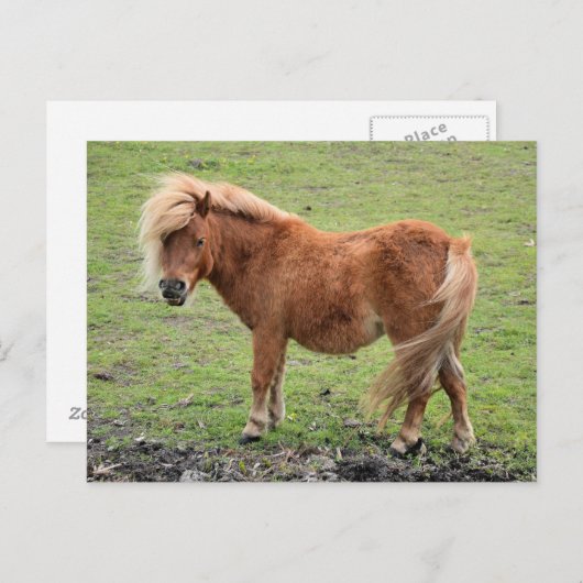 Carte postale Pony (Devant / Derrière)