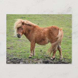 Carte postale Pony