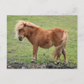 Carte postale Pony (Devant)