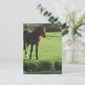 Carte postale Pony (Debout devant)