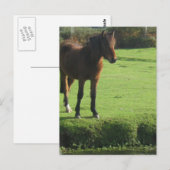 Carte postale Pony (Devant / Derrière)