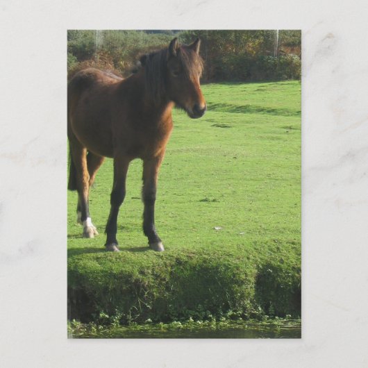 Carte postale Pony (Devant)