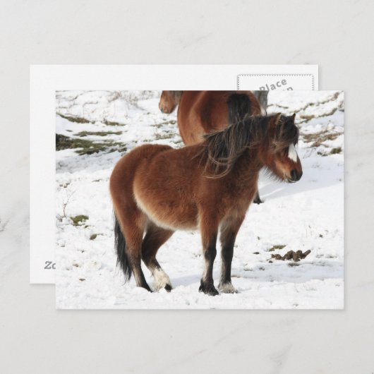 Carte Postale Pony (Devant / Derrière)