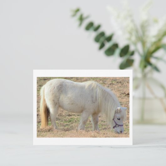 Carte Postale Pony blanc (Debout devant)