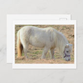 Carte Postale Pony blanc (Devant / Derrière)