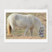 Carte Postale Pony blanc (Devant)