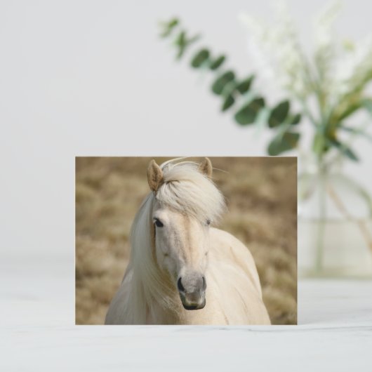 Carte Postale Pony blanc (Debout devant)