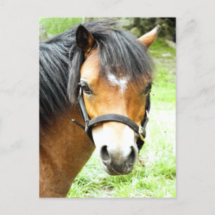CARTE POSTALE PONY BROWN