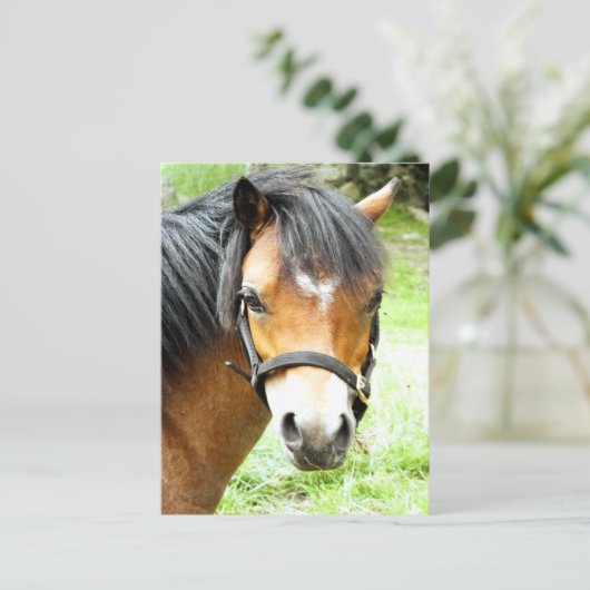 CARTE POSTALE PONY BROWN (Debout devant)