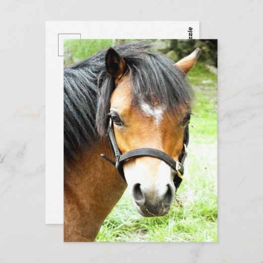 CARTE POSTALE PONY BROWN (Devant / Derrière)