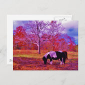 Carte Postale PONY dans un champ de couleur PLANCHE (Devant / Derrière)