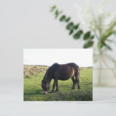 Carte Postale Pony Exmoor (Debout devant)