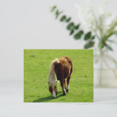 Carte Postale Pony Grading in Field (Debout devant)