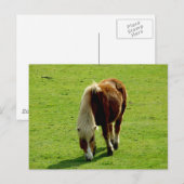 Carte Postale Pony Grading in Field (Devant / Derrière)