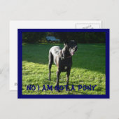 Carte Postale Pony Pas (Devant / Derrière)