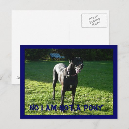 Carte Postale Pony Pas (Devant / Derrière)