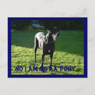 Carte Postale Pony Pas