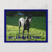 Carte Postale Pony Pas (Devant)