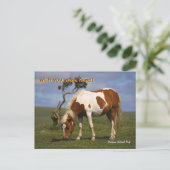 Carte Postale Pony sauvage mignonne dans le parc national de Dar (Debout devant)