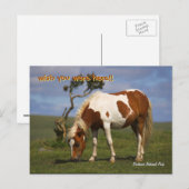 Carte Postale Pony sauvage mignonne dans le parc national de Dar (Devant / Derrière)