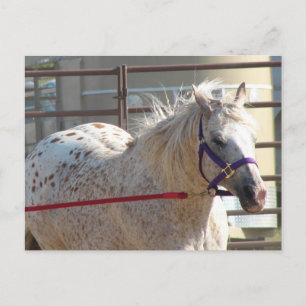 Carte Postale Pony tacheté