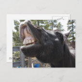 Carte Postale Pony Talk (Devant / Derrière)