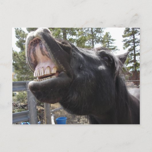 Carte Postale Pony Talk (Devant)