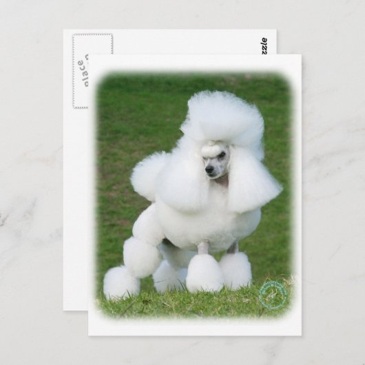 Carte Postale Poodle (Devant / Derrière)