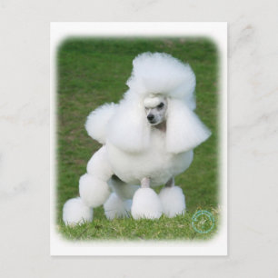 Carte Postale Poodle