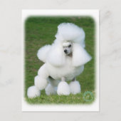 Carte Postale Poodle (Devant)