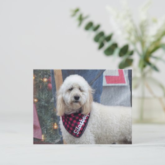Carte Postale Poodle (Debout devant)