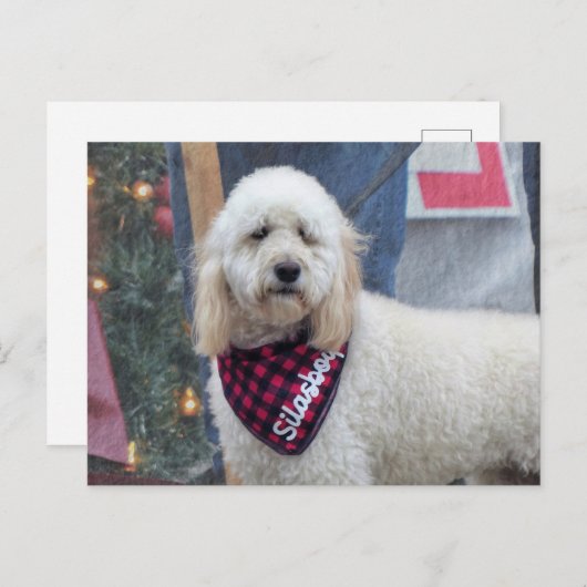 Carte Postale Poodle (Devant / Derrière)