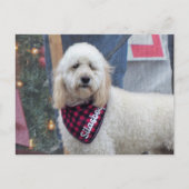 Carte Postale Poodle (Devant)