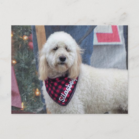 Carte Postale Poodle (Devant)