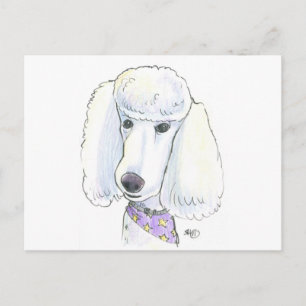 Carte Postale Poodle