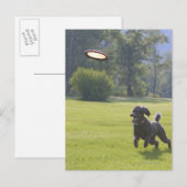 Carte Postale Poodle à la frisbee (Devant / Derrière)