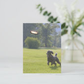 Carte Postale Poodle à la frisbee (Debout devant)