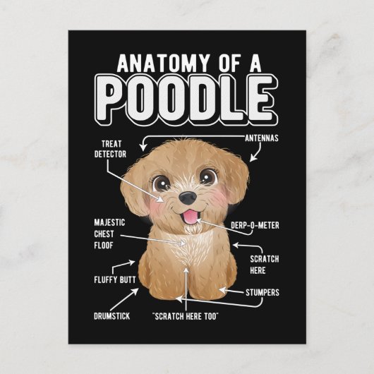 Carte Postale Poodle Anatomie drôle chien (Devant)
