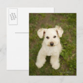 Carte Postale Poodle (blanc) (Devant / Derrière)