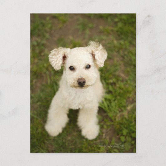 Carte Postale Poodle (blanc) (Devant)