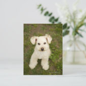 Carte Postale Poodle (blanc) (Debout devant)