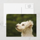 Carte Postale Poodle (blanc) 2 (Devant / Derrière)