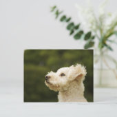 Carte Postale Poodle (blanc) 2 (Debout devant)