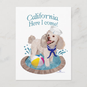 Carte Postale Poodle Californie