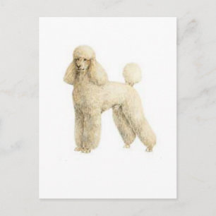 Carte Postale Poodle — Clip de chiot