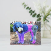 Carte Postale Poodle coloré (Debout devant)