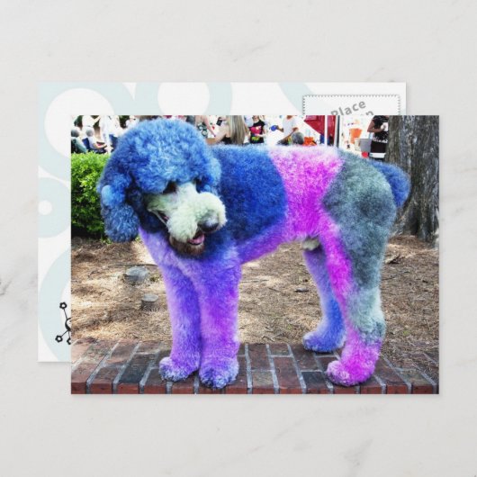 Carte Postale Poodle coloré (Devant / Derrière)