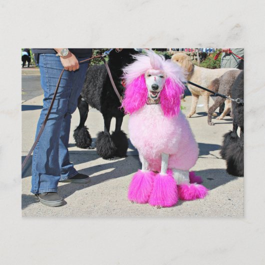 Carte Postale Poodle Day 2016 - Barnes - Poodle rose standard (Devant)
