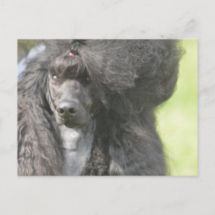 Carte Postale Poodle doux et noir